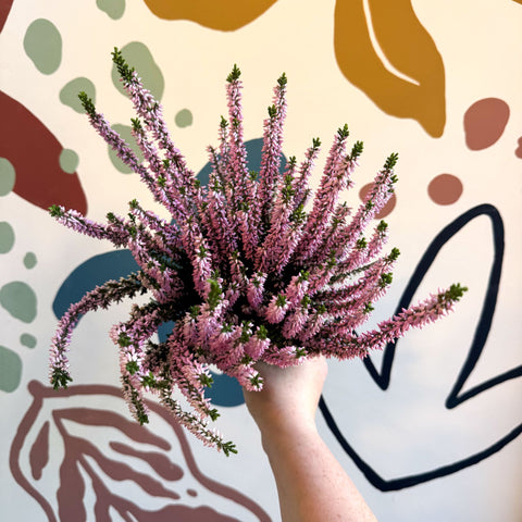 Calluna vulgaris ‘Beauty Ladies® Roze’ – Pink Heather - Sprouts of Bristol