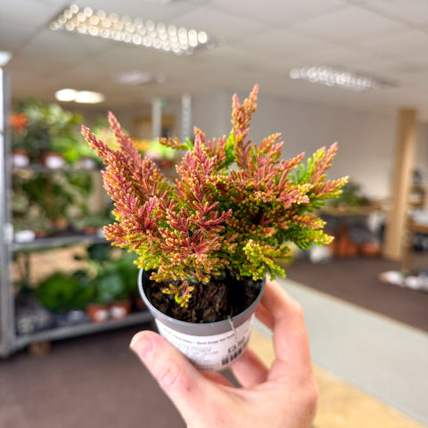 Calluna vulgaris ‘Beauty Ladies® Skyline Dallas’ – Burnt Orange Red Heather - Sprouts of Bristol