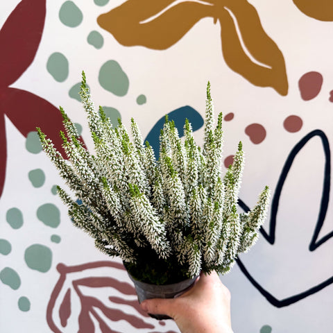 Calluna vulgaris ‘Beauty Ladies® Wit’ – White Heather - Sprouts of Bristol