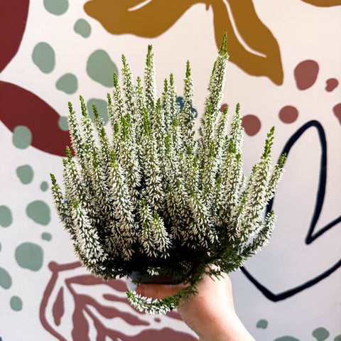 Calluna vulgaris ‘Beauty Ladies® Wit’ – White Heather - Sprouts of Bristol
