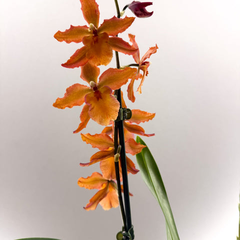 Cambria Orchid (Oncidium - type hybrid) – Burnt Orange - Sprouts of Bristol