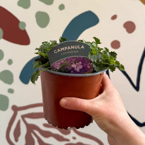 Campanula portenschlagiana 'Catharina' - Tussock Bellflower - British Grown - Sprouts of Bristol