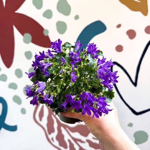 Campanula portenschlagiana ‘Get Mee Blue’ - Wall Bellflower - Sprouts of Bristol