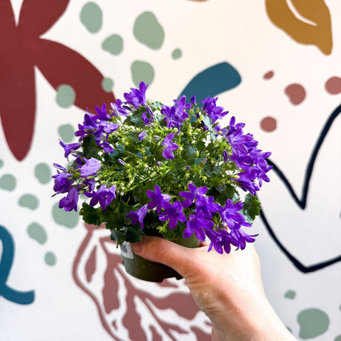 Campanula portenschlagiana ‘Get Mee Blue’ - Wall Bellflower - Sprouts of Bristol