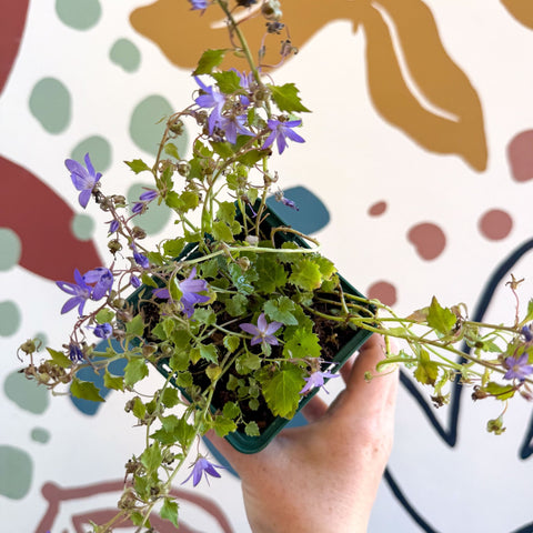 Campanula poscharskyana 'Stella' - British Grown - Sprouts of Bristol