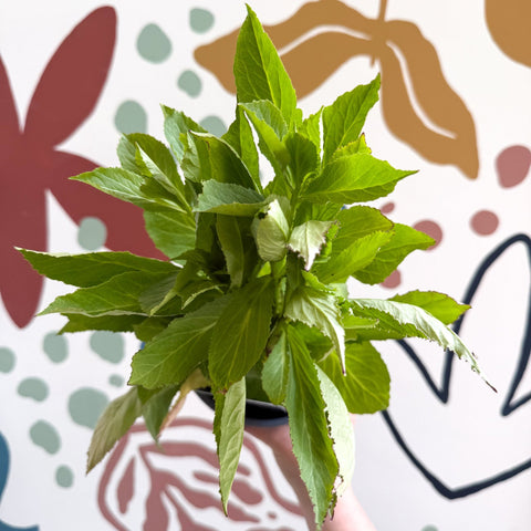 Cardinal Flower - Lobelia 'Starship Blue' - British Grown Perennial - Sprouts of Bristol