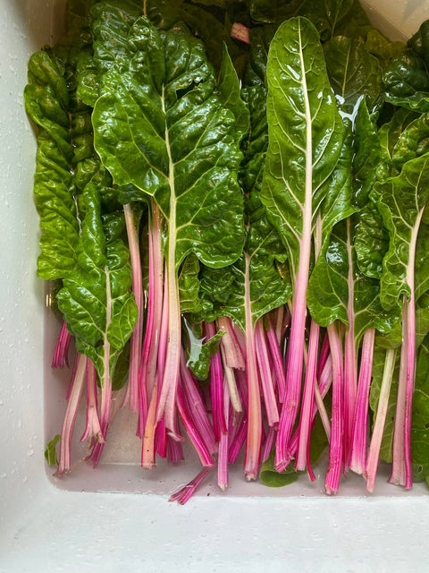 Chard Grow Greetings Card - Sprouts of Bristol