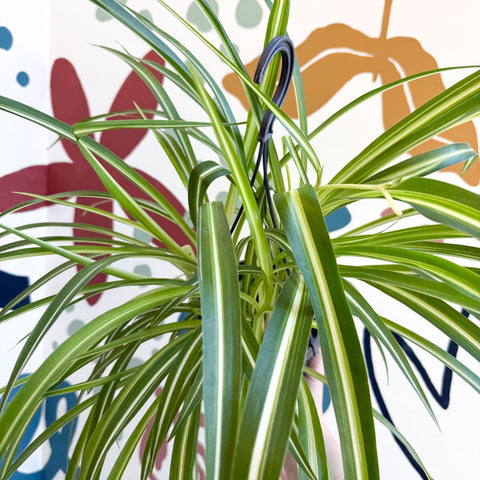 Chlorophytum comosum 'Variegatum' - Spider Plant - Sprouts of Bristol