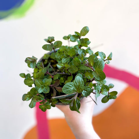 Chocolate Mint - Mentha × piperita f. citrata 'Chocolate' - UK Grown Culinary Herbs - Sprouts of Bristol