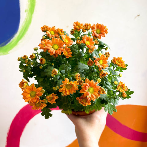 Chrysanthemum indicum 'Madiba' - Lucky Dip - Sprouts of Bristol