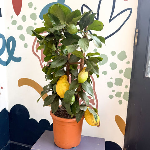 Citrus × limon – Lemon Tree - Sprouts of Bristol