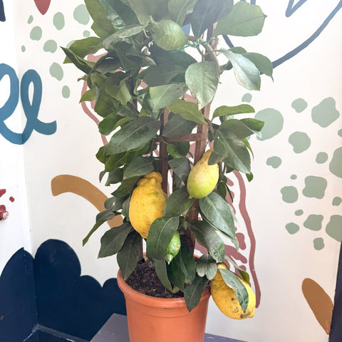 Citrus × limon – Lemon Tree - Sprouts of Bristol