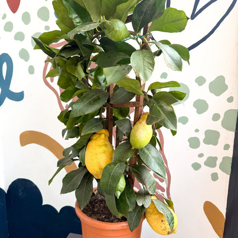 Citrus × limon – Lemon Tree - Sprouts of Bristol