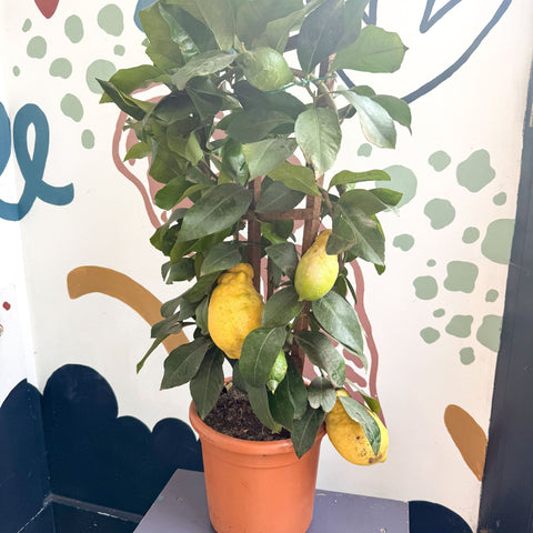 Citrus × limon – Lemon Tree - Sprouts of Bristol