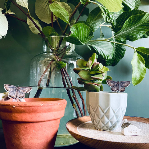 Common Blue Butterfly Plant Pot Companions - Sprouts of Bristol
