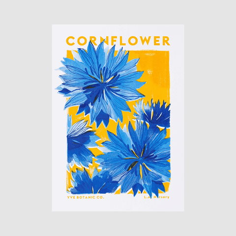 Cornflower Botanical Risograph Print - Sprouts of Bristol