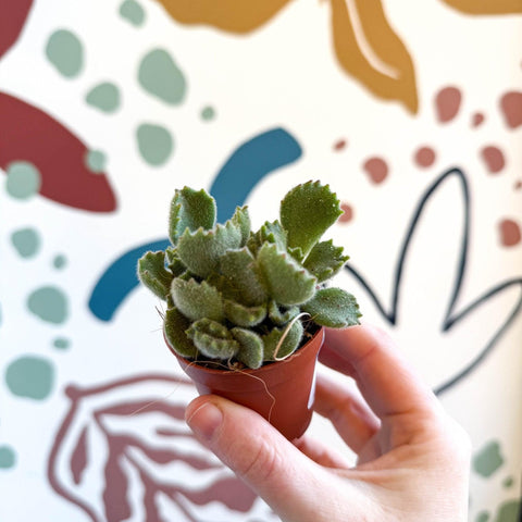 Cotyledon ladismithiensis - Bear Paws Succulent - Sprouts of Bristol