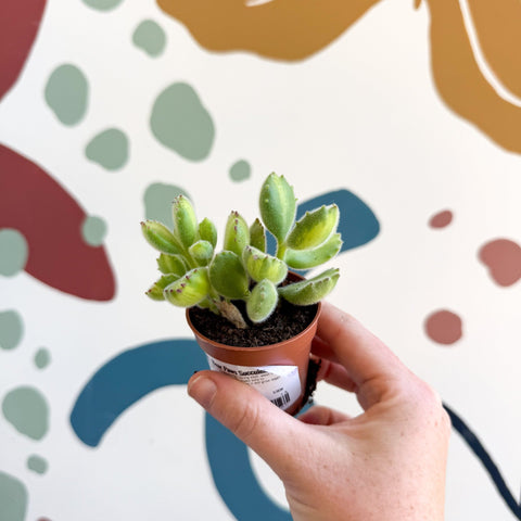 Cotyledon ladismithiensis 'Yellow Variegata' - Bear Paws Succulent - Sprouts of Bristol