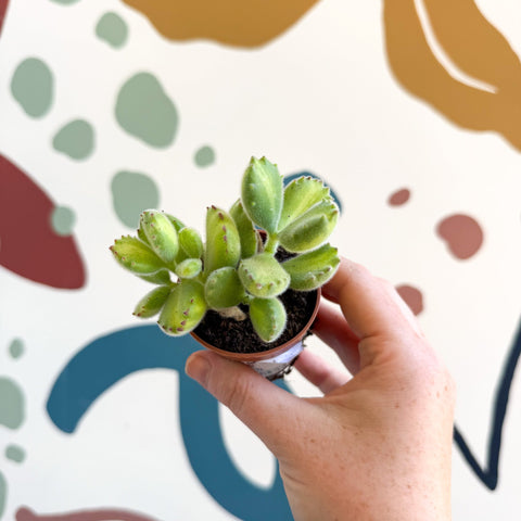Cotyledon ladismithiensis 'Yellow Variegata' - Bear Paws Succulent - Sprouts of Bristol