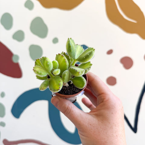 Cotyledon ladismithiensis 'Yellow Variegata' - Bear Paws Succulent - Sprouts of Bristol