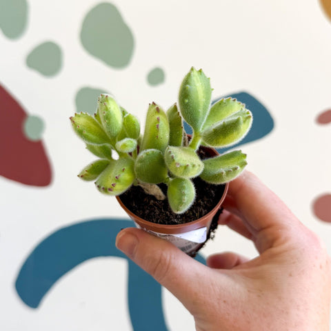 Cotyledon ladismithiensis 'Yellow Variegata' - Bear Paws Succulent - Sprouts of Bristol