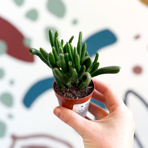Crassula ovata 'Gollum' - Sprouts of Bristol