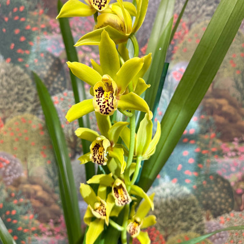 Cymbidium – Green Boat Orchid - Sprouts of Bristol