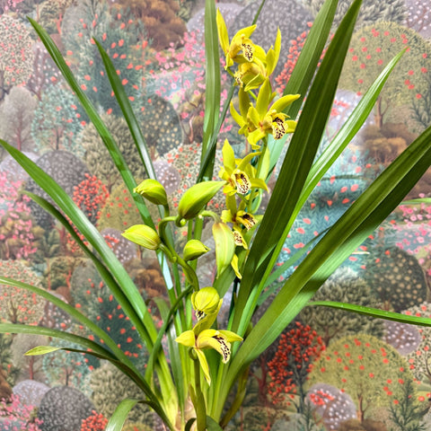 Cymbidium – Green Boat Orchid - Sprouts of Bristol