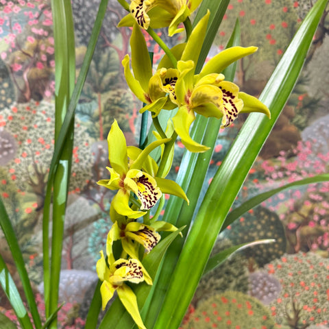Cymbidium – Green Boat Orchid - Sprouts of Bristol