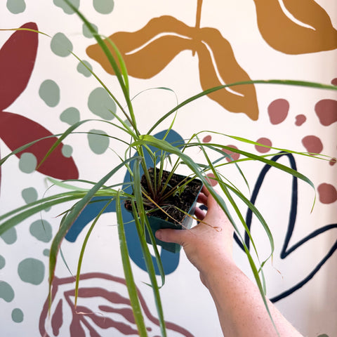 Cymbopogon citratus - Lemon Grass - Cotswolds Grown Culinary Herbs - Sprouts of Bristol