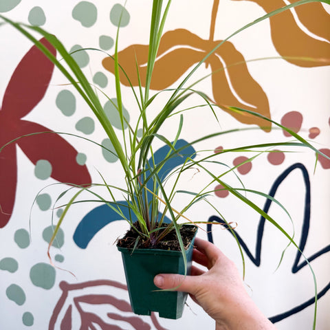 Cymbopogon citratus - Lemon Grass - Cotswolds Grown Culinary Herbs - Sprouts of Bristol