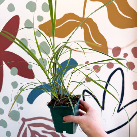 Cymbopogon citratus - Lemon Grass - Cotswolds Grown Culinary Herbs - Sprouts of Bristol