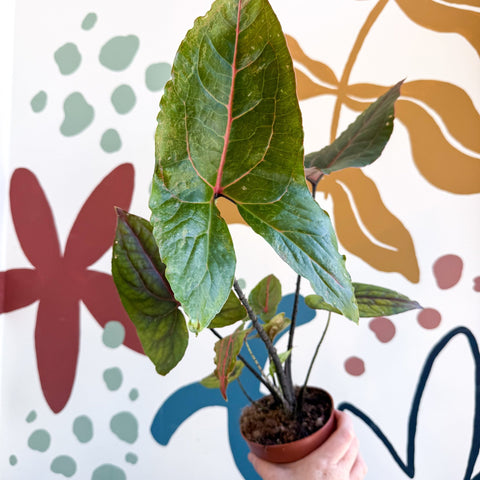 Cyrtosperma johnstonii / Alocasia ‘Black Jack’ - Sprouts of Bristol