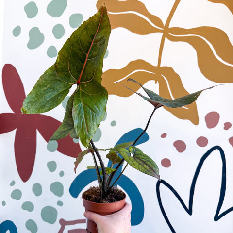 Cyrtosperma johnstonii / Alocasia ‘Black Jack’ - Sprouts of Bristol