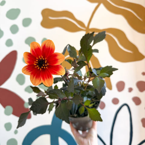 Dahlia 'Happy Days Bicolour' - Cotswold Grown Perennial - Sprouts of Bristol