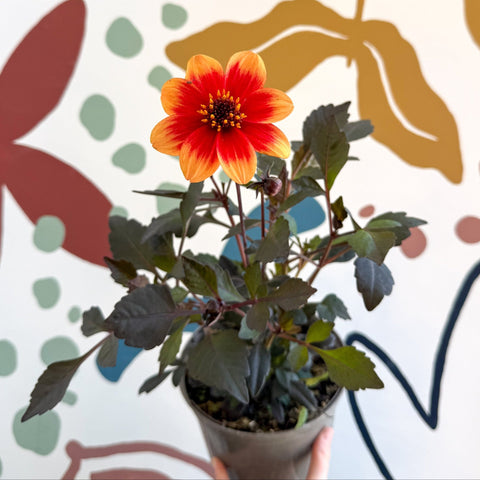Dahlia 'Happy Days Bicolour' - Cotswold Grown Perennial - Sprouts of Bristol