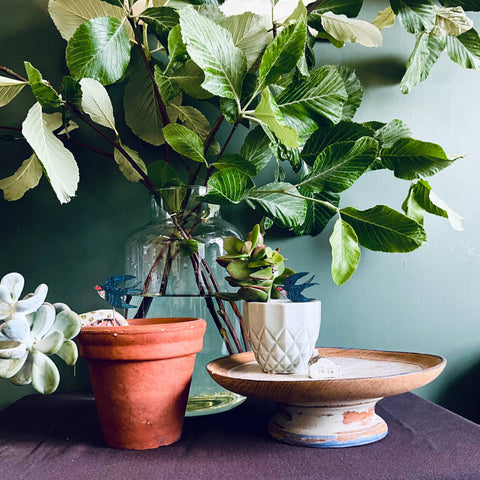 Swallow Plant Pot Companions