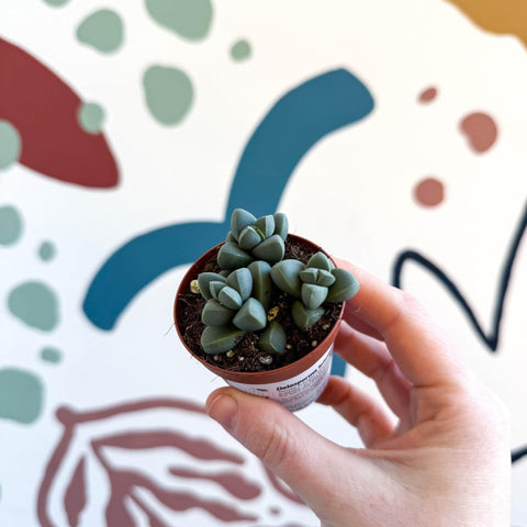 Delosperma lehmannii - Ice Plant - Sprouts of Bristol