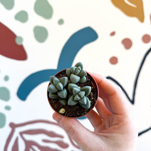 Delosperma lehmannii - Ice Plant - Sprouts of Bristol
