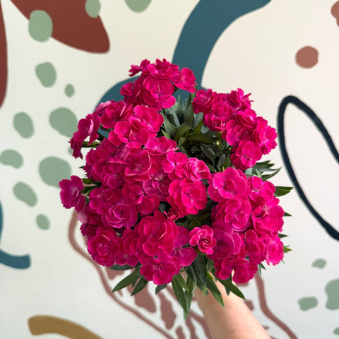 Dianthus 'Peman Violet' - Pot Carnations - Sprouts of Bristol