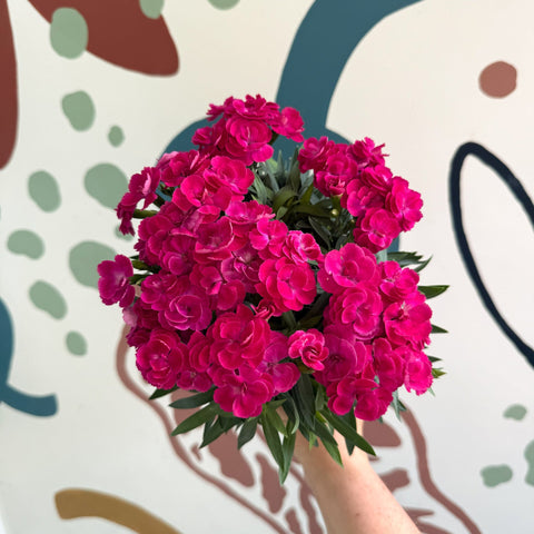 Dianthus 'Peman Violet' - Pot Carnations - Sprouts of Bristol