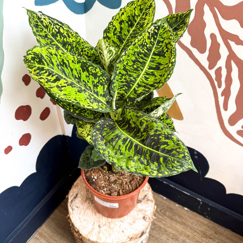 Dieffenbachia ‘Reflector’ – Leopard Lily - Sprouts of Bristol