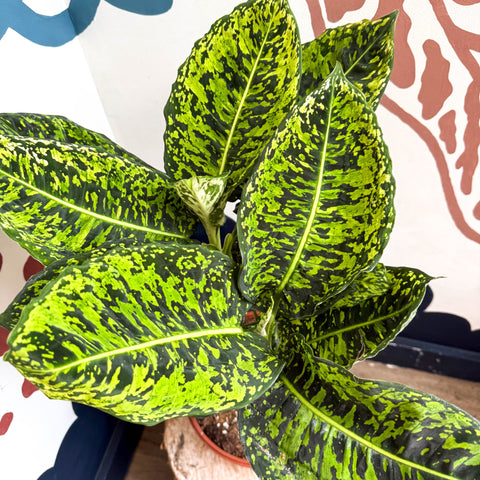 Dieffenbachia ‘Reflector’ – Leopard Lily - Sprouts of Bristol