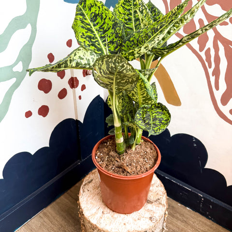 Dieffenbachia ‘Reflector’ – Leopard Lily - Sprouts of Bristol