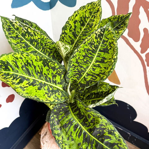 Dieffenbachia ‘Reflector’ – Leopard Lily - Sprouts of Bristol