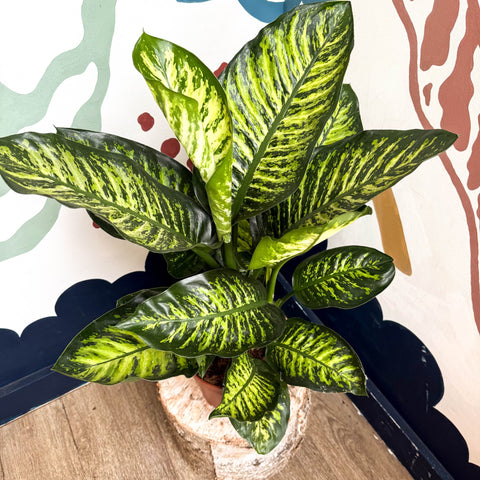Dieffenbachia seguine ‘Maroba’ – Leopard Lily - Sprouts of Bristol