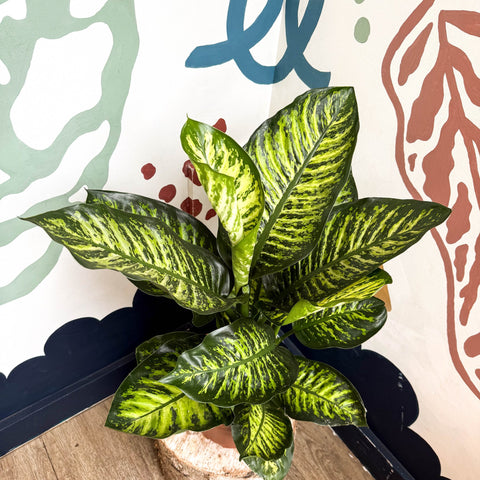Dieffenbachia seguine ‘Maroba’ – Leopard Lily - Sprouts of Bristol
