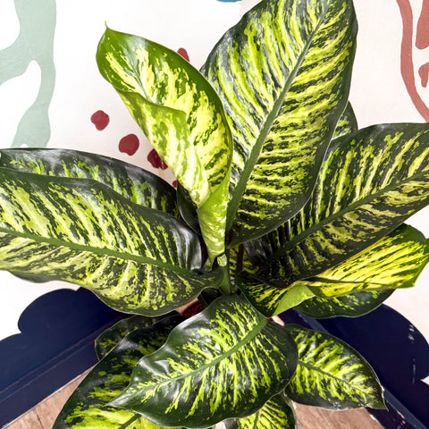 Dieffenbachia seguine ‘Maroba’ – Leopard Lily - Sprouts of Bristol