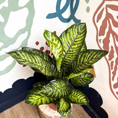 Dieffenbachia seguine ‘Maroba’ – Leopard Lily - Sprouts of Bristol