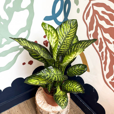 Dieffenbachia seguine ‘Maroba’ – Leopard Lily - Sprouts of Bristol